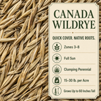 Canada Wildrye growing guide and seed