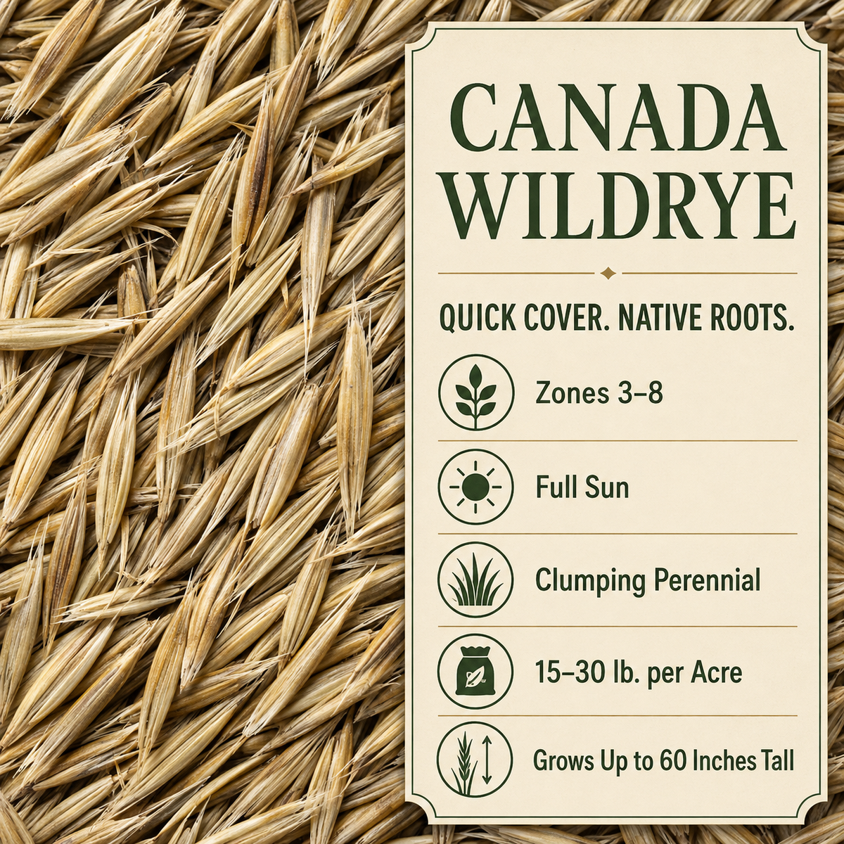 Canada Wildrye growing guide and seed