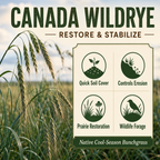 Canada Wildrye restoration benefits