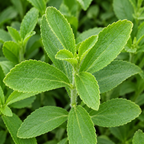 Candy, Stevia Seed
