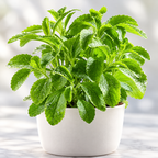 Candy, Stevia Seed