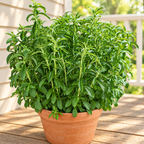 Candy, Stevia Seed