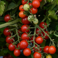 Candyland Red, (F1) Tomato Seeds