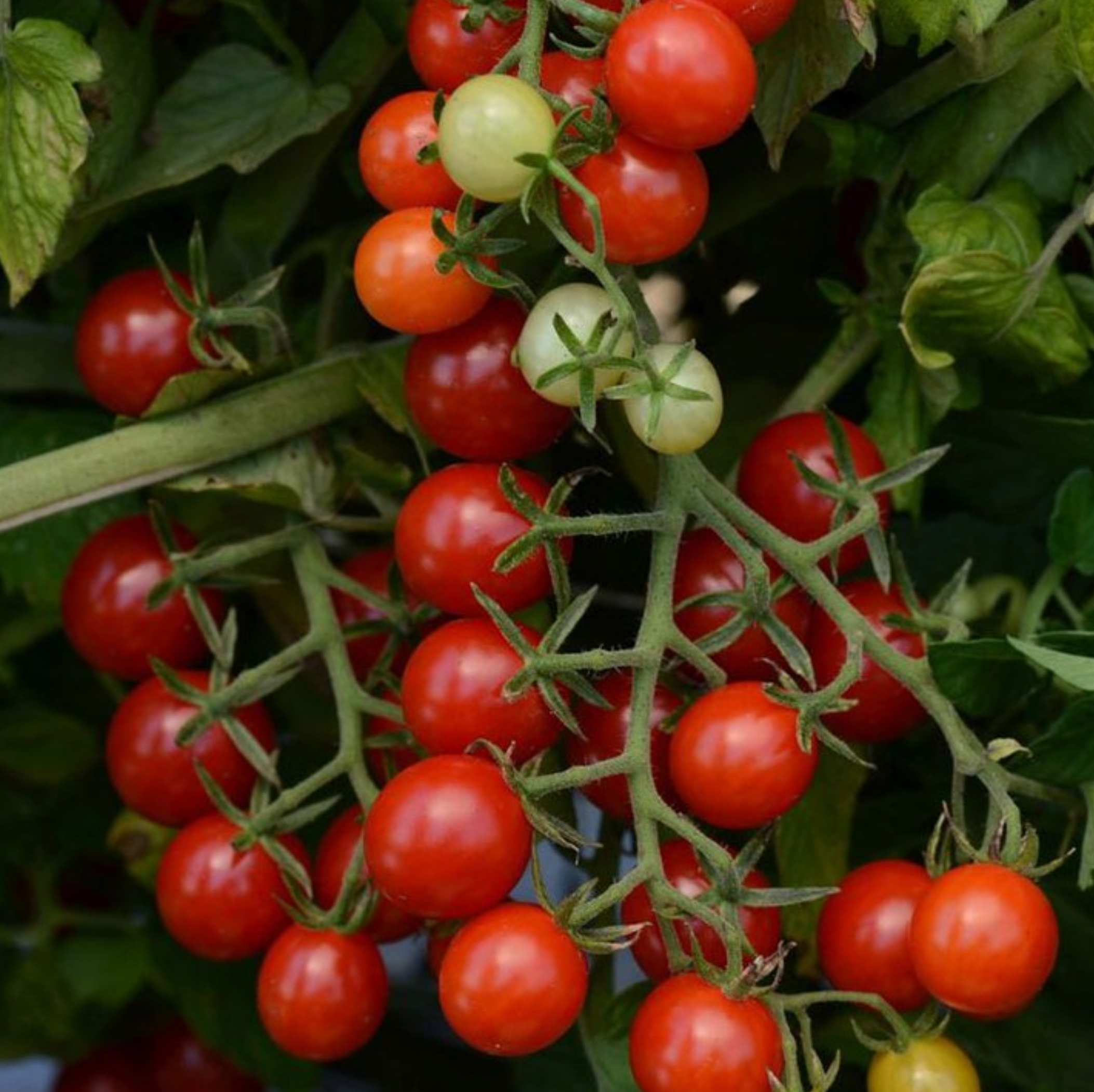 Candyland Red, (F1) Tomato Seeds