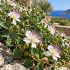 Capparis spinosa, Caper Seed
