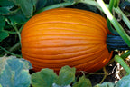 Captain Jack, (F1) Pumpkin Seeds