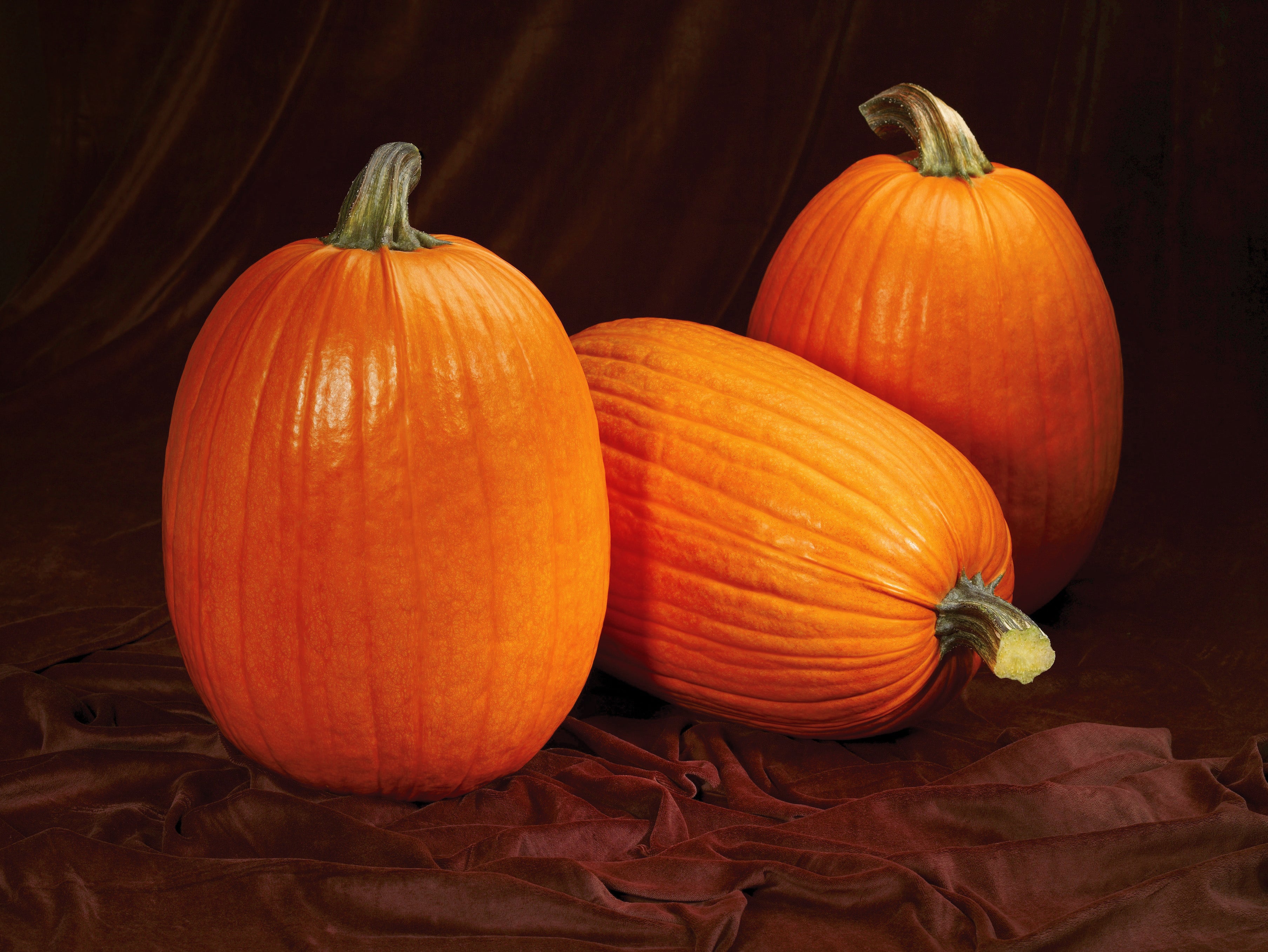 Captain Jack, (F1) Pumpkin Seeds