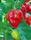 Caribbean Red Habanero, Pepper Seeds