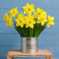 Carlton, Daffodil Bulbs