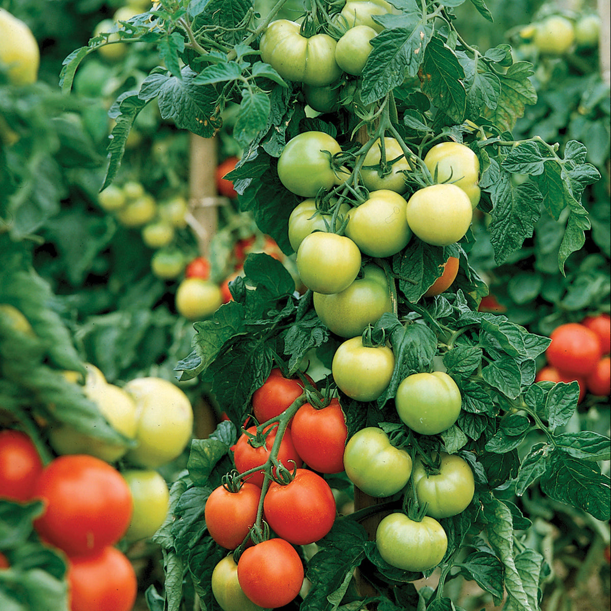 Carmello, Tomato Seeds
