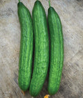 Carmen, (F1) Cucumber Seeds