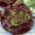 Carmona Red, Lettuce Seeds
