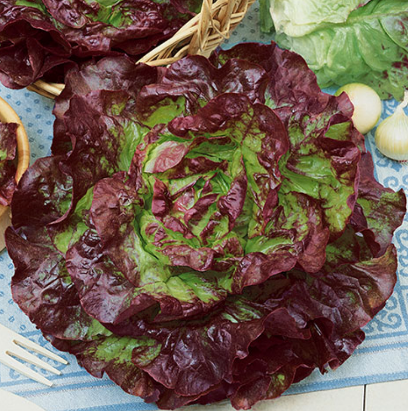 Carmona Red, Lettuce Seeds