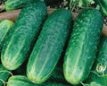 Carolina, (F1) Cucumber Seeds