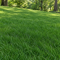 Cascade, Chewings Fescue Seed