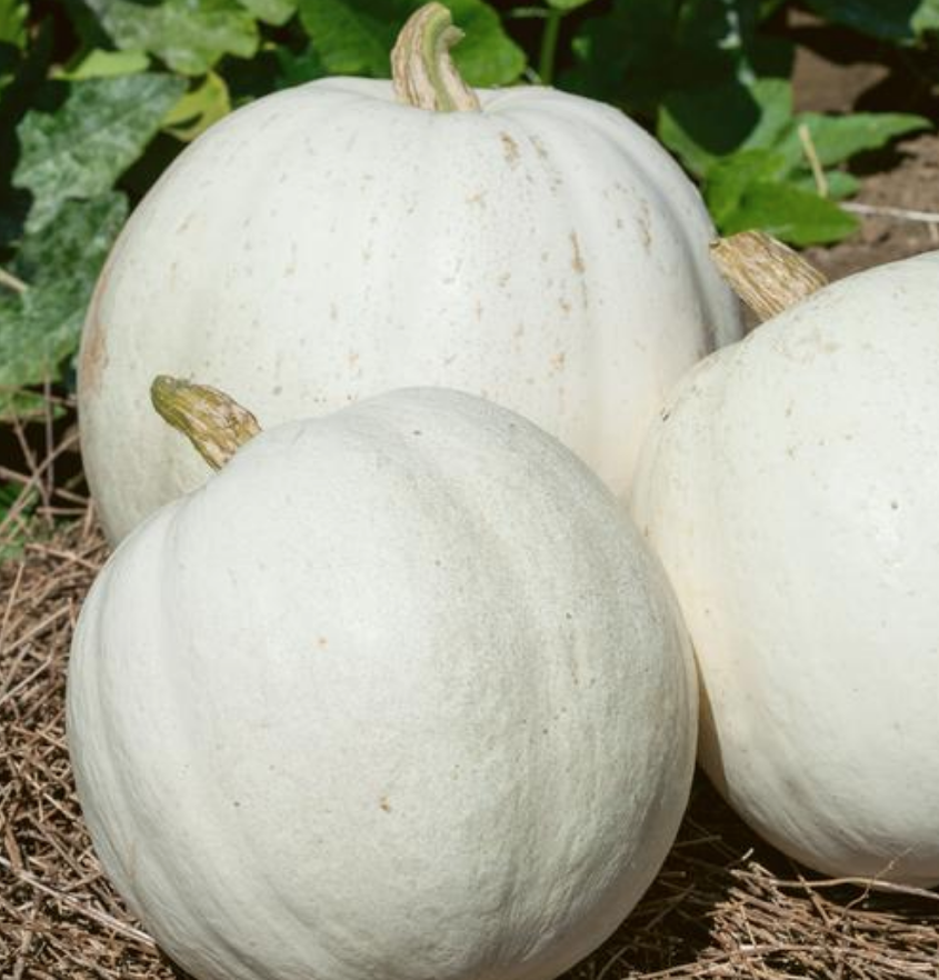 Casper, Pumpkin Seeds