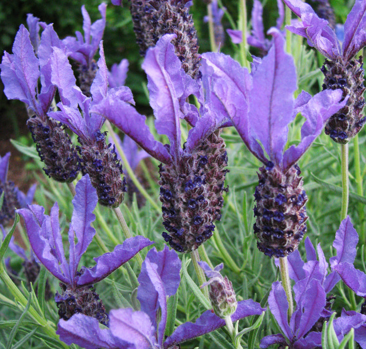 Castilliano Violet, Lavender Seeds