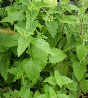 Common, Organic Catnip Seed