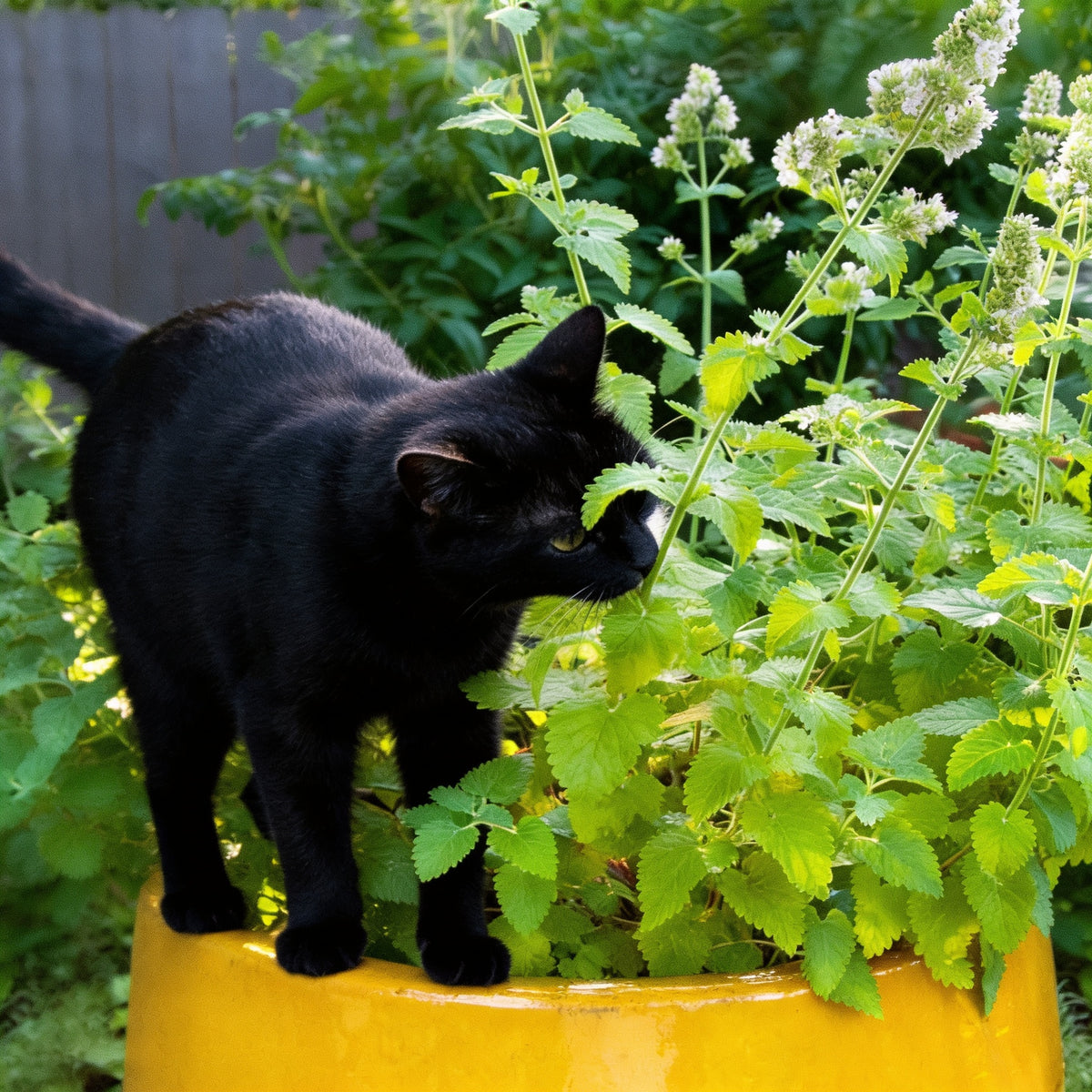 Common, Catnip Seed