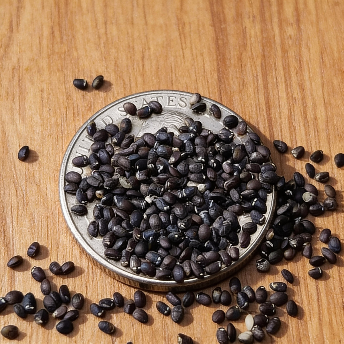 Common, Catnip Seed