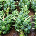 Catskill, Brussels Sprouts Seed