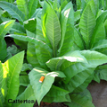 Catterton, Tobacco Seed
