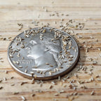 German, Chamomile Seeds