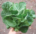 Champion, Collard Seeds