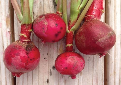 Champion, Radish Seeds