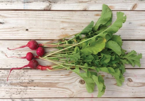 Champion, Radish Seeds