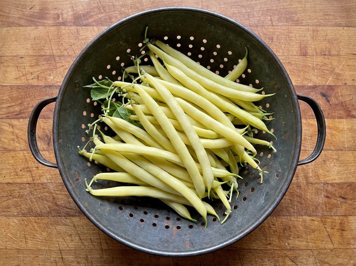 Cherokee Wax, Bean Seeds