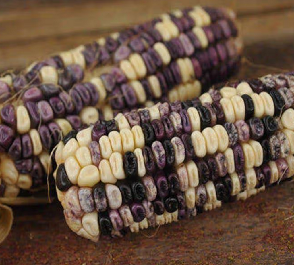 Cherokee White Eagle, Corn Seed