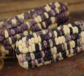 Cherokee White Eagle, Corn Seed