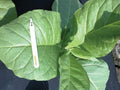 Cherry Red, Tobacco Seed
