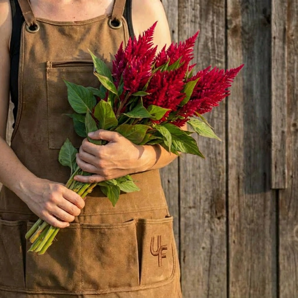 Cherry Red Kimono, Celosia Seeds