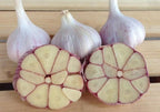 Chesnok Red, Garlic Seed