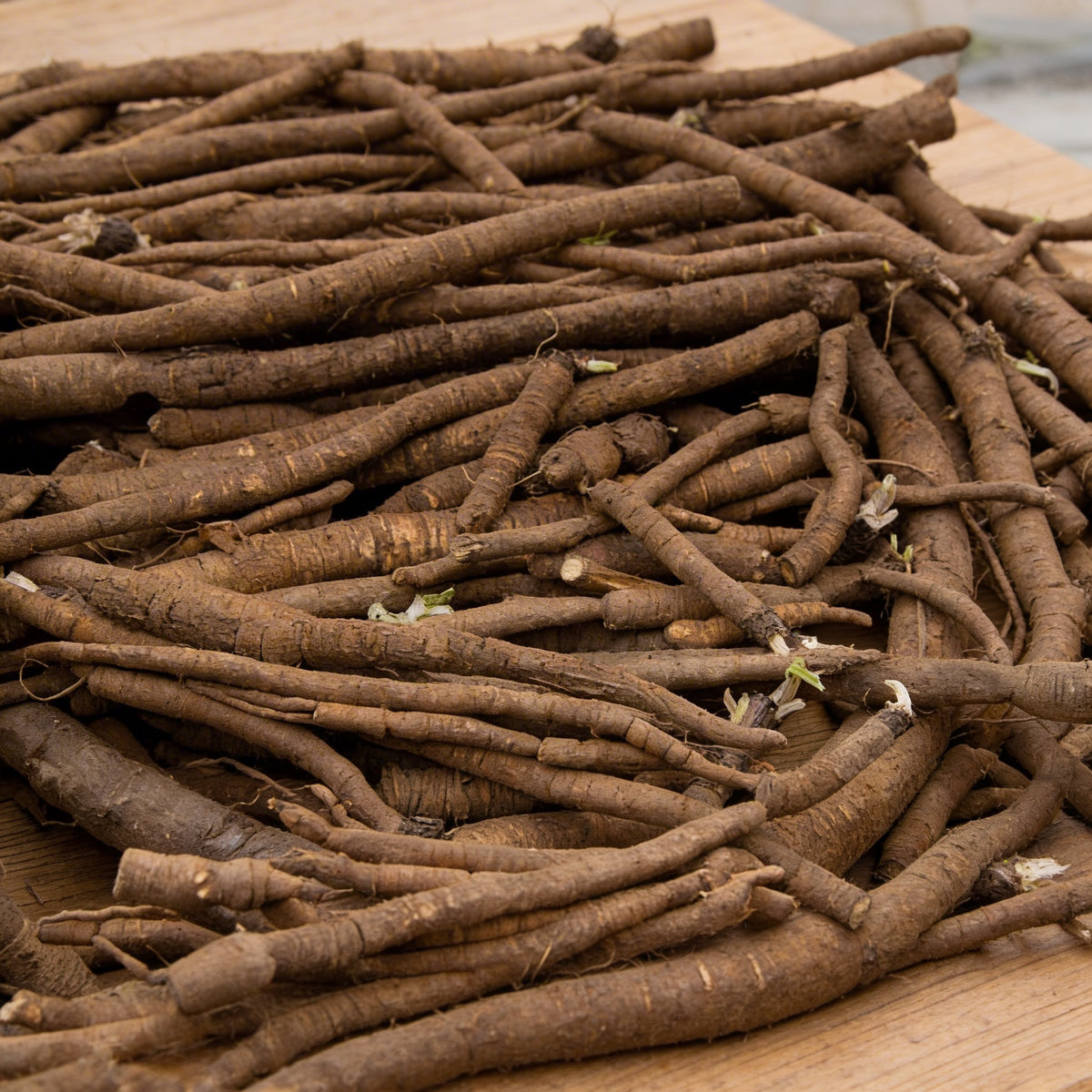 Chiko, Burdock Seeds