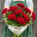 Chief Carmine, Celosia Seeds