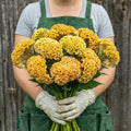 Chief Gold, Celosia Seeds