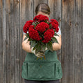 Chief Red, Celosia Seeds