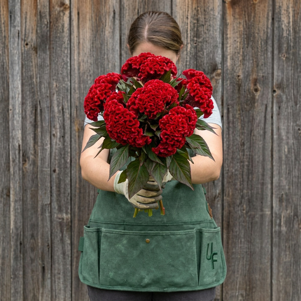 Chief Red, Celosia Seeds