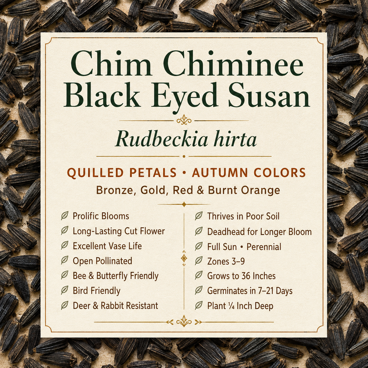 Chim Chiminee Black-Eyed Susan growing attributes