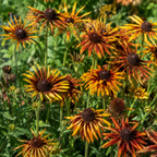 Chim Chiminee Black-Eyed Susan plant close-up