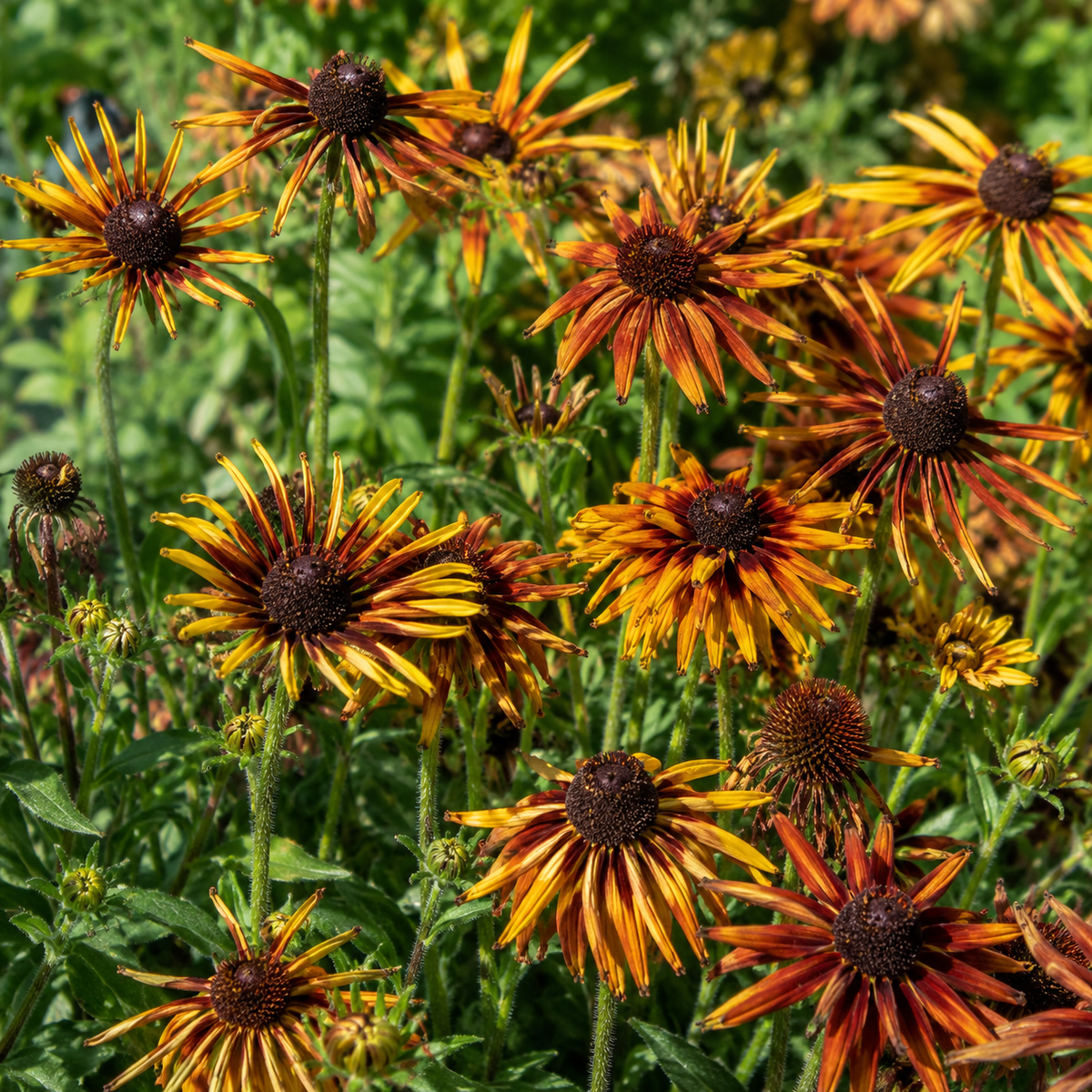 Chim Chiminee Black-Eyed Susan plant close-up