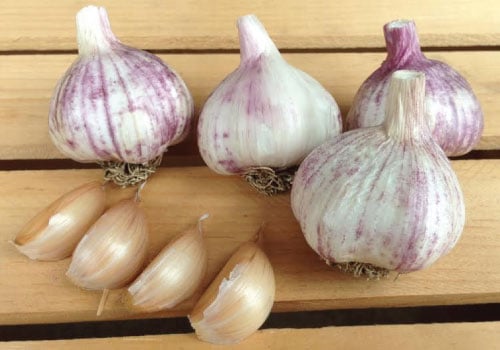 Georgian Fire, Garlic Seed