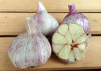 Georgian Fire, Garlic Seed