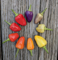 Chinese Five Color, Pepper Seeds