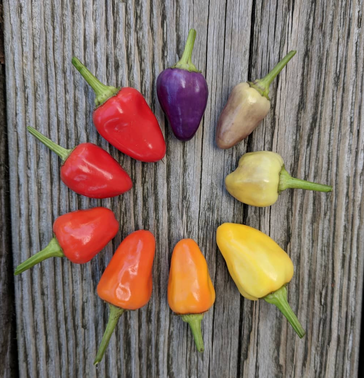 Chinese Five Color, Pepper Seeds