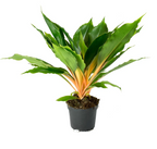 Princess Mabel, Spider Plant Seed