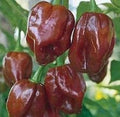 Chocolate Habanero, Pepper Seeds